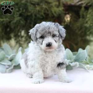 Jewel, Bich-Poo Puppy